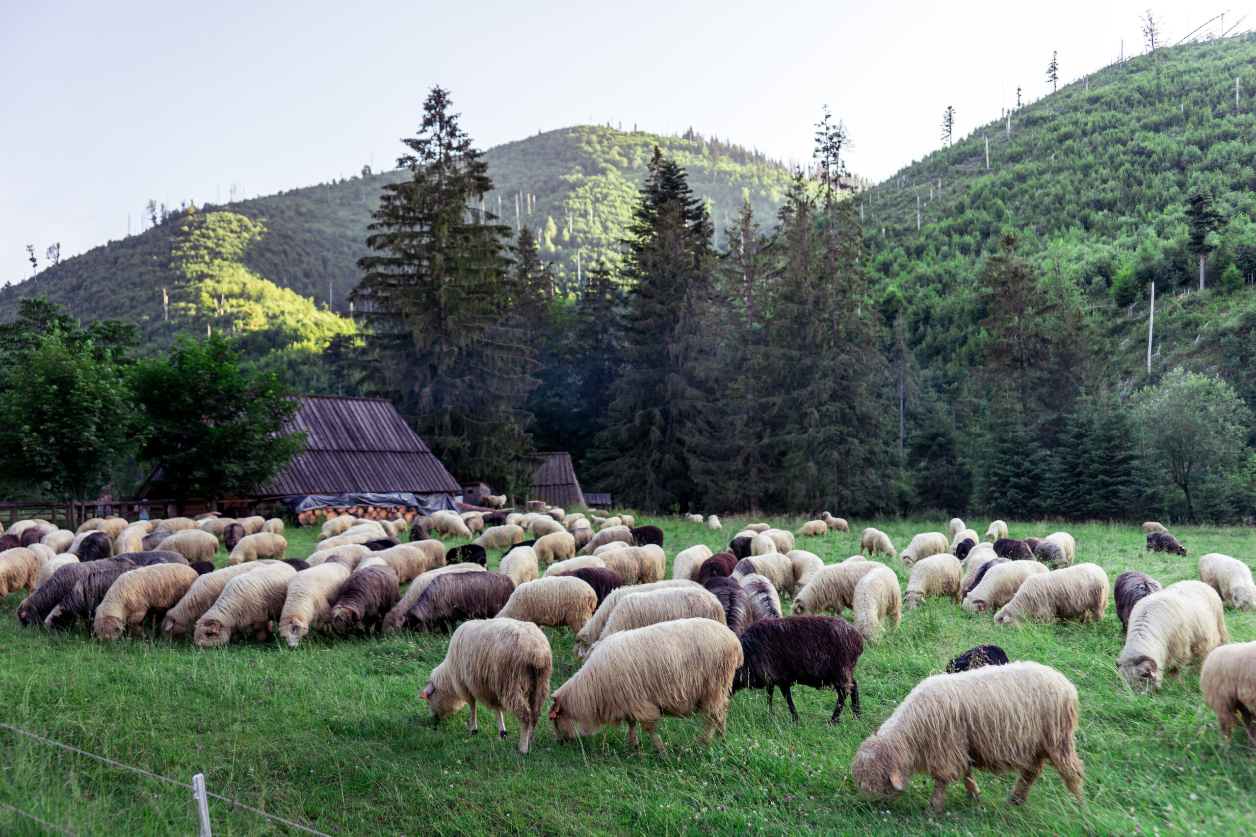sheep